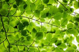 greenwashing